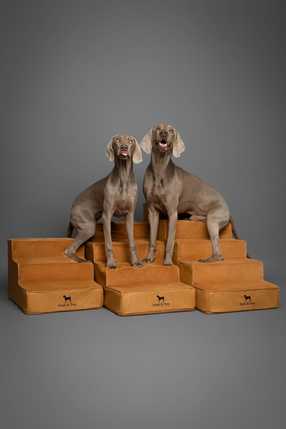 Noah & Paw marches intégrées dans un salon moderne et élégant