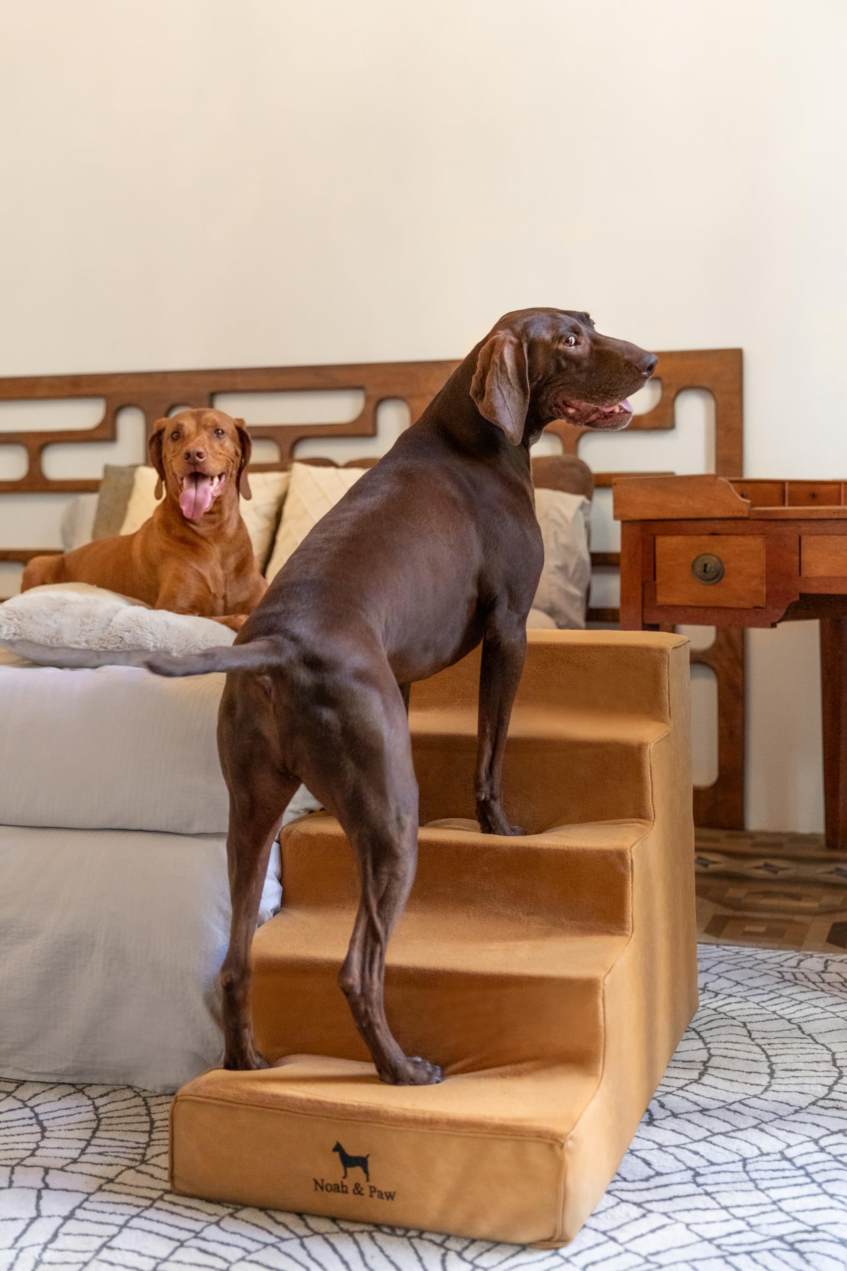 Noah & Paw chien monte sur le lit facilement et sans sauter
