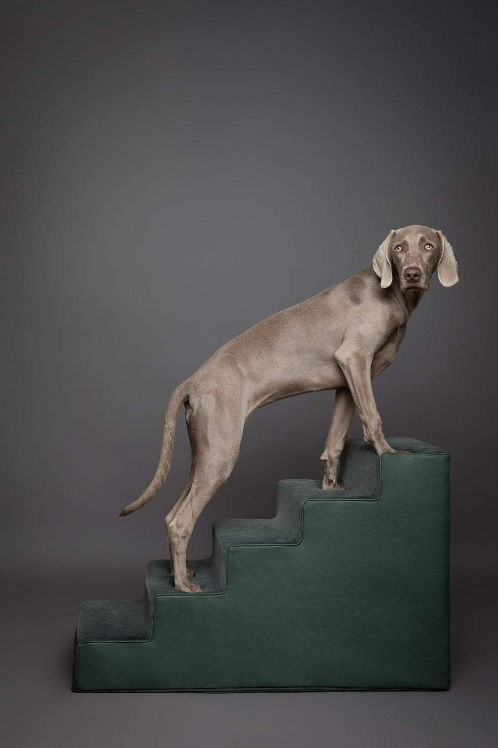 NOAH & PAW chien montant sur l'escalier pour confort