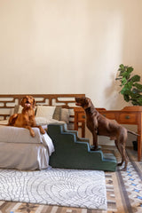 NOAH & PAW gros plan mousse 35D pour soutien durable