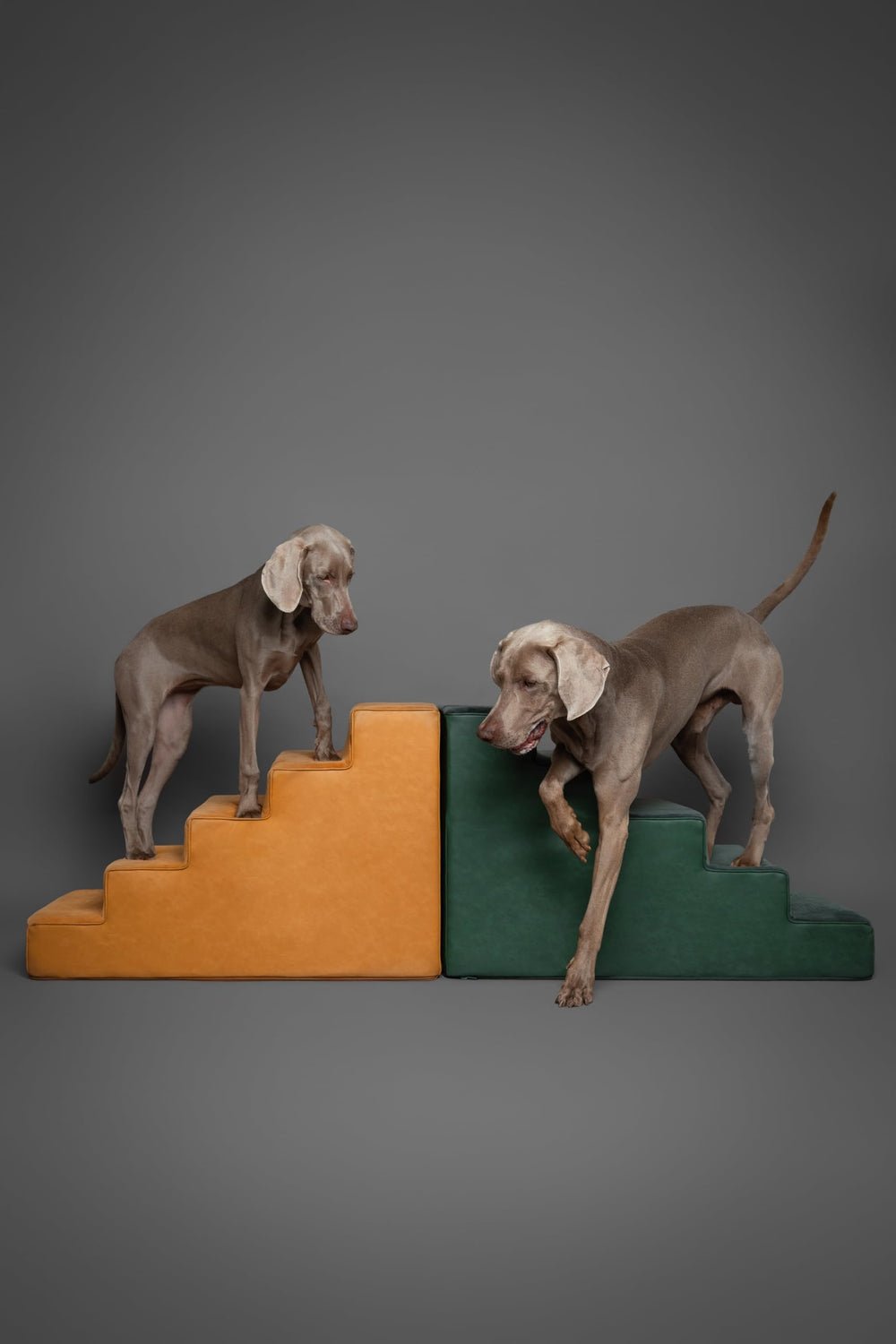 NOAH & PAW escalier en une pièce sans assemblage pratique