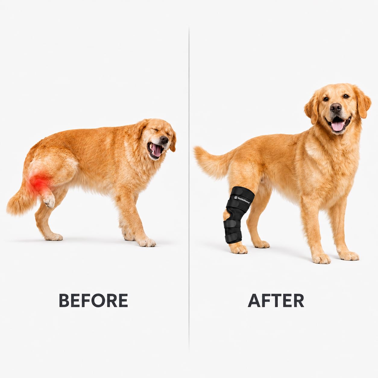 NobleHound chien en mouvement avec manchon montrant maintien pendant activité