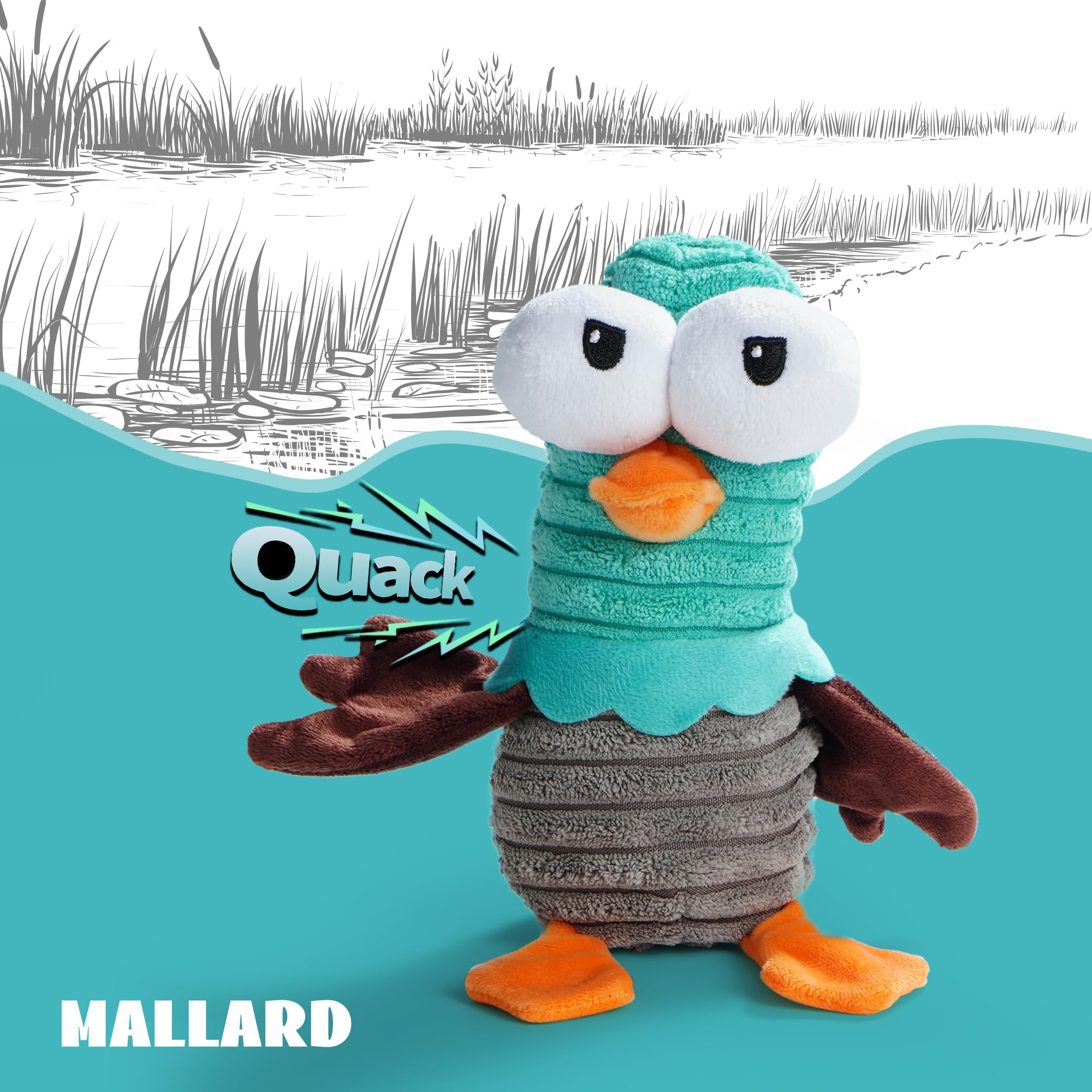 Nocciola canard à l'échelle montrant taille adaptée pour chien