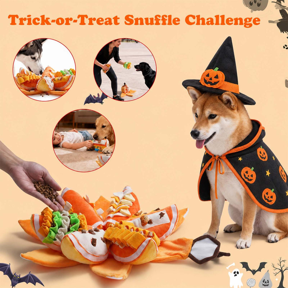 Nocciola petit chien renifle le jouet, favorise l'activité olfactive