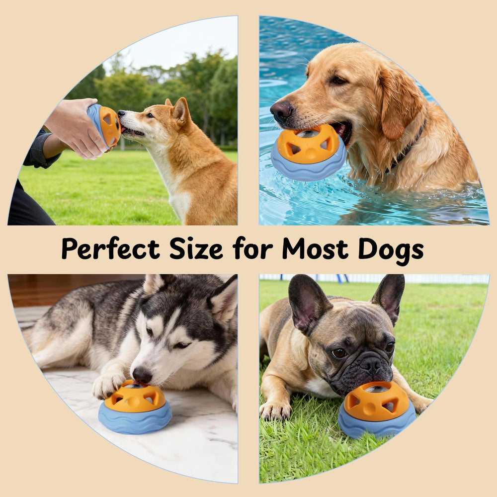 Nocciola en contexte lifestyle dans une caisse pour calmer le chien