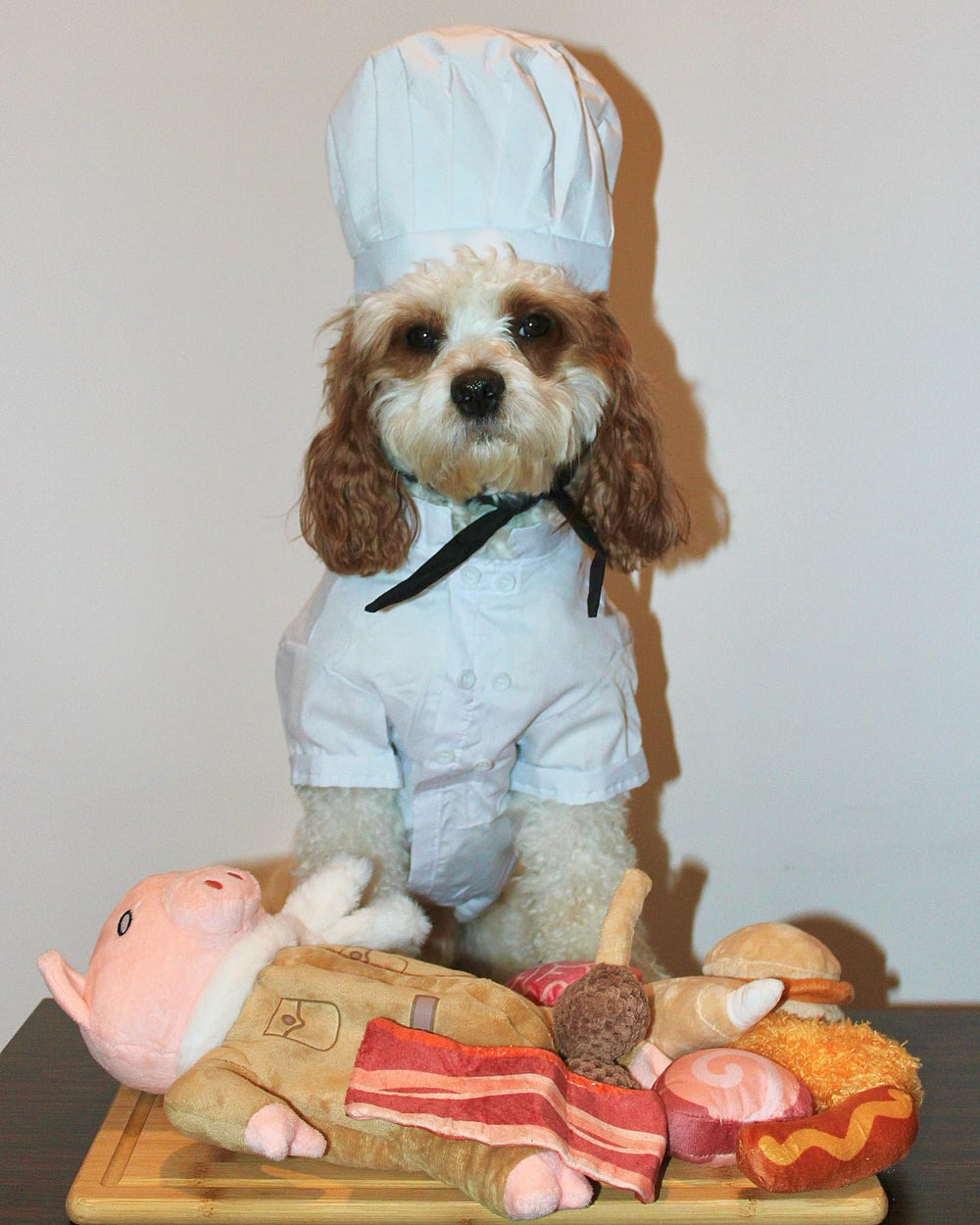 Nocciola comparaison taille avec une main montrant dimensions adaptées petits et moyens chiens