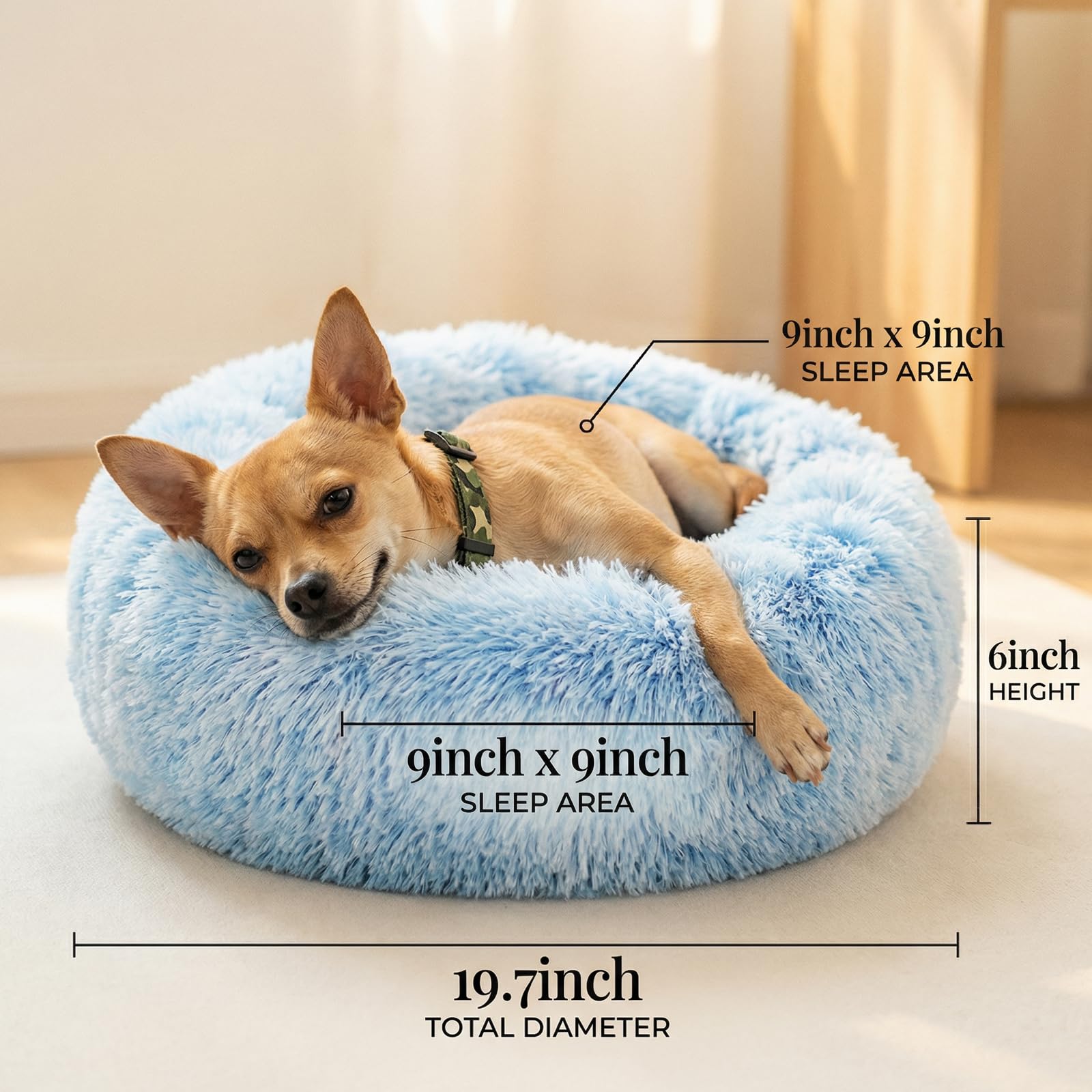 nononfish chien petit installé pour repos calme et soutien