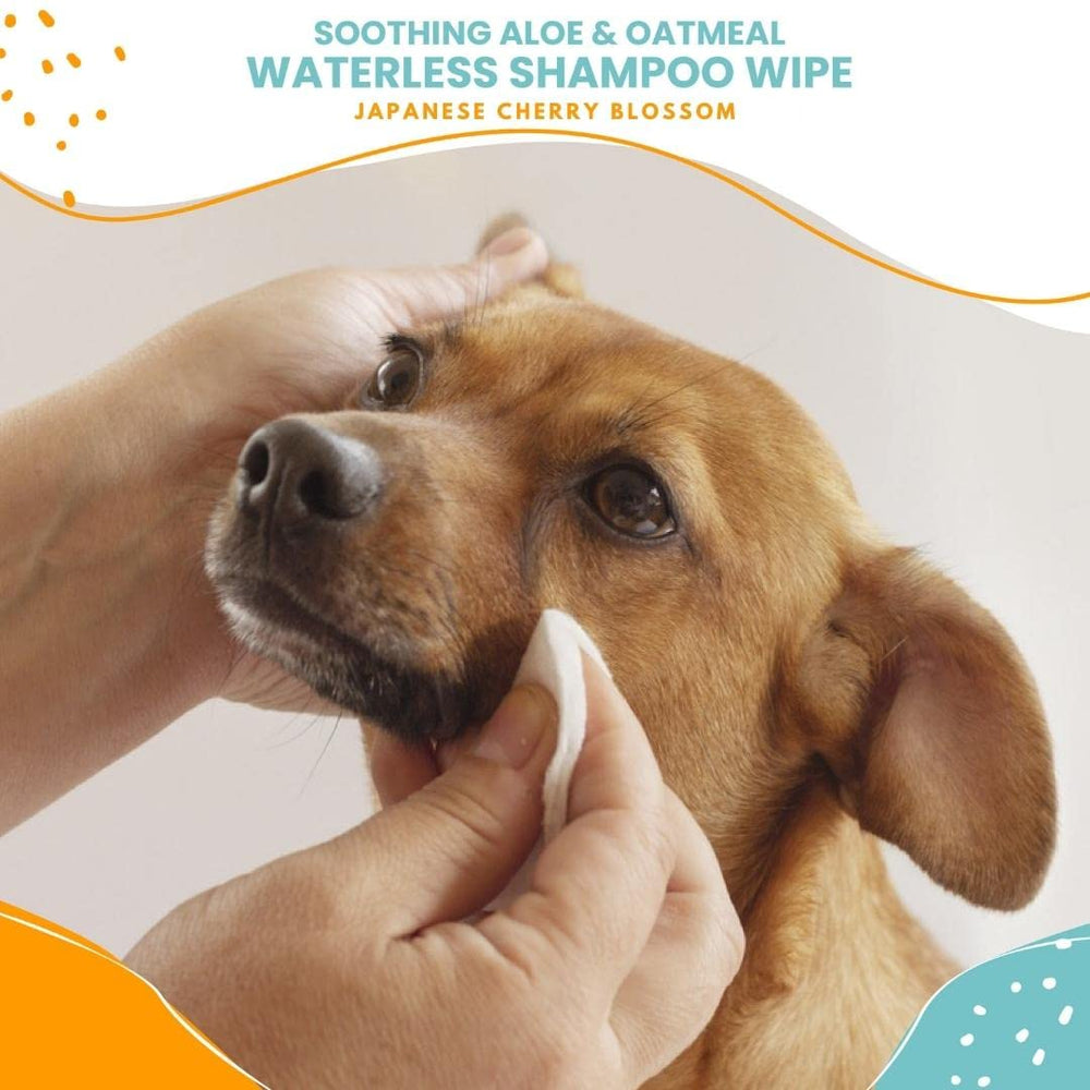 Nootie lingette utilisée sur chien pour un rafraîchissement sans bain