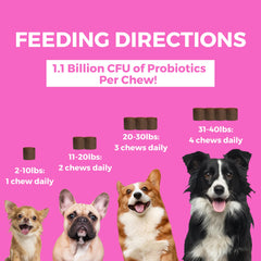 Nootie en usage avec chien acceptant le chew, favorise administration quotidienne