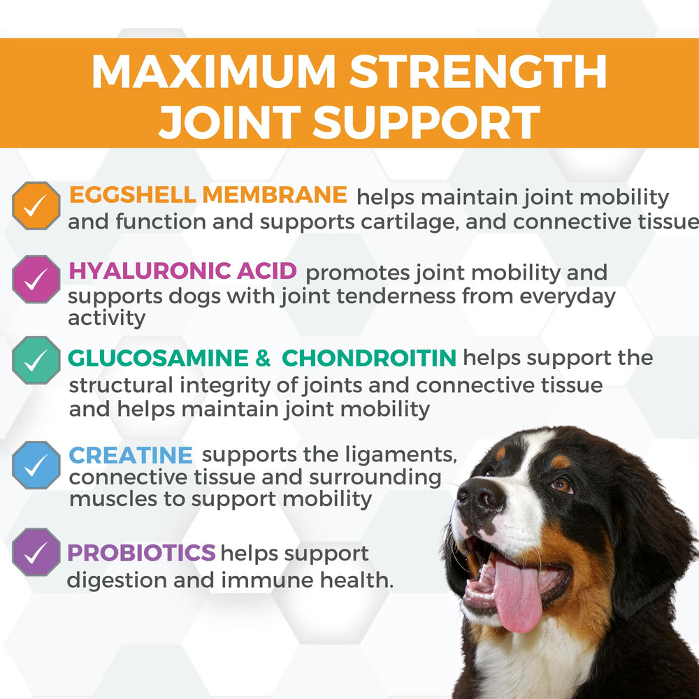 Nootie ProgilityMAX chien actif en jeu, soutien mobilité visible