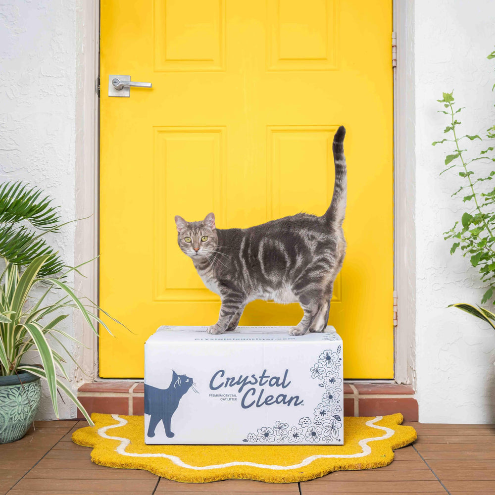 North Star Pets compatibilité PetSafe démontrant facilité d'usage