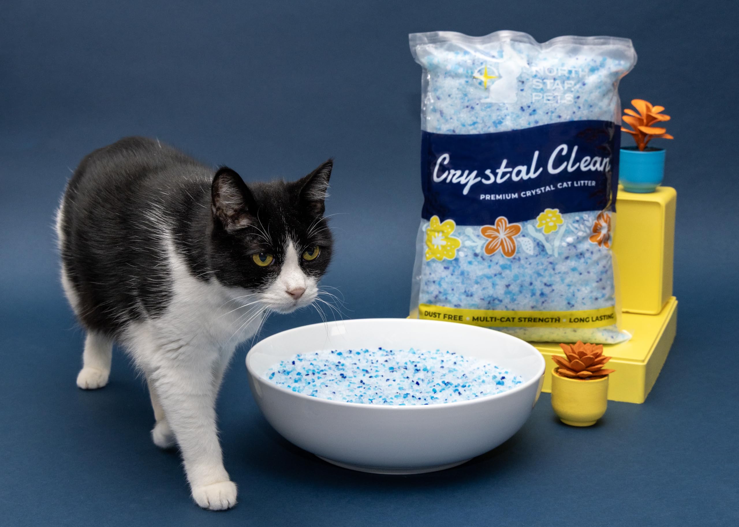 North Star Pets mise en scène maison évoquant intérieur propre