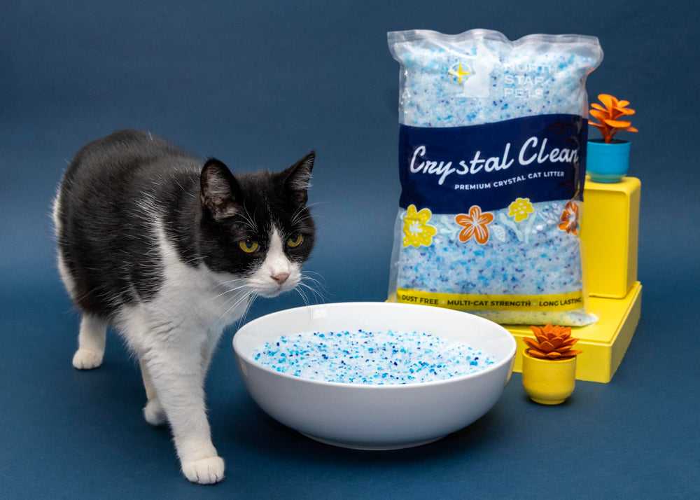 North Star Pets mise en scène maison évoquant intérieur propre