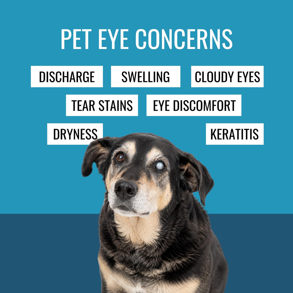 NOVEHA application sur chien illustrant usage quotidien bénéfice hygiène oculaire