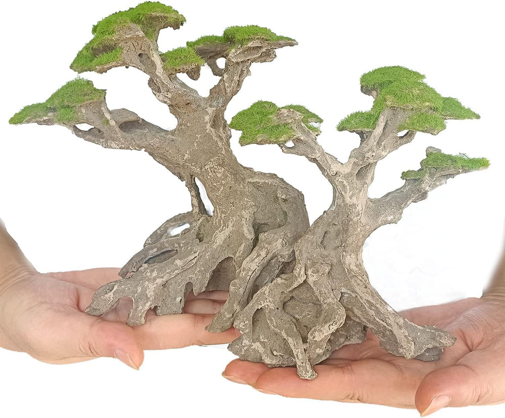Novelsite présentation avec plantes pour un aquascape harmonieux