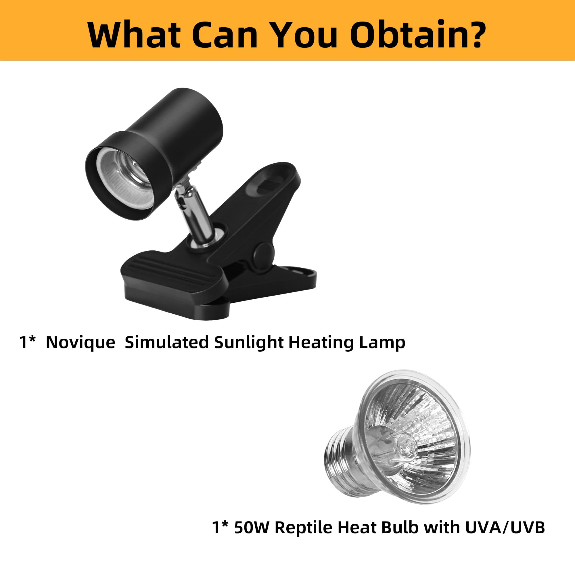 Novique lampe en situation dans habitat reptile stimulant comportement naturel