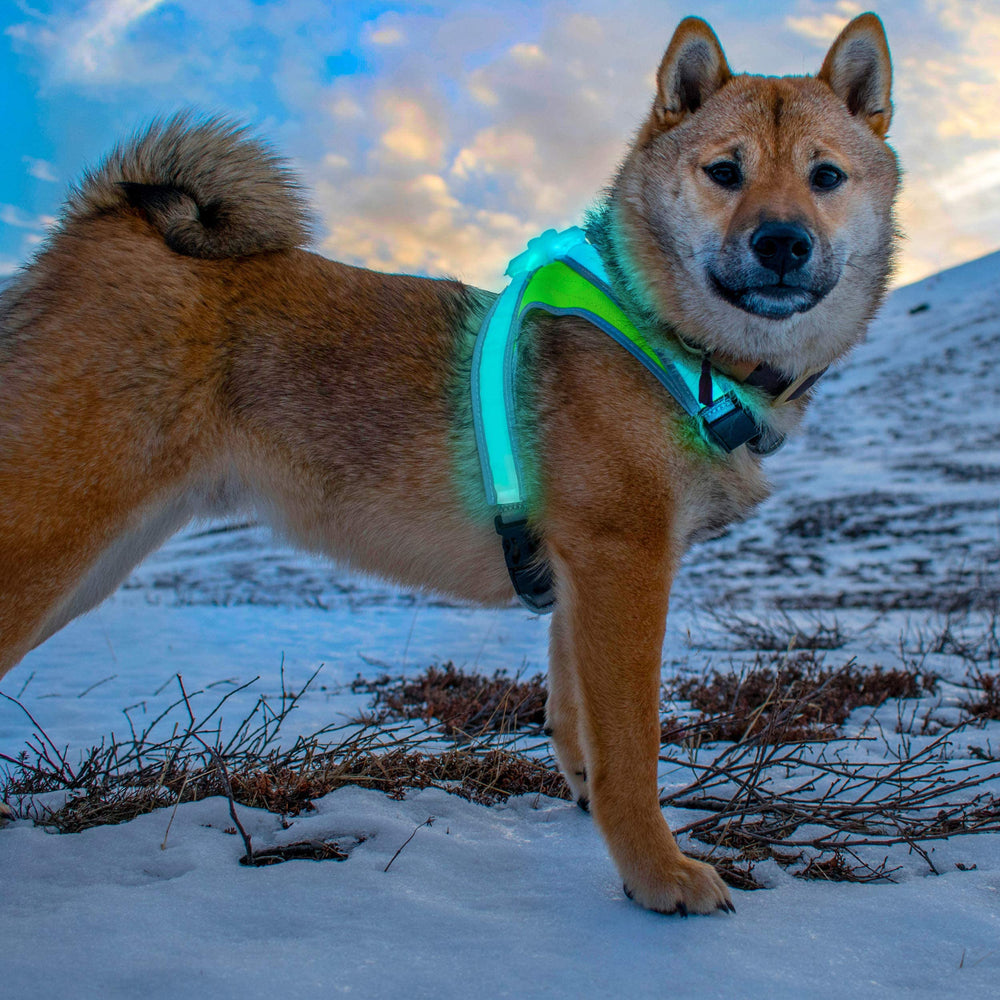 noxgear panneau lumineux montrant modes et couleurs variés