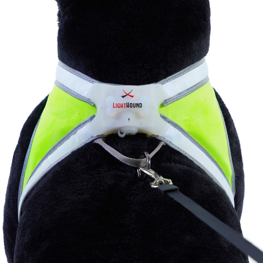 noxgear comparaison de taille Medium adaptée aux Corgis