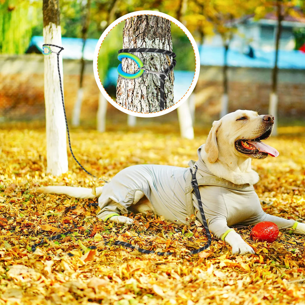 NTR laisse en usage avec chien rappel liberté contrôlée en extérieur