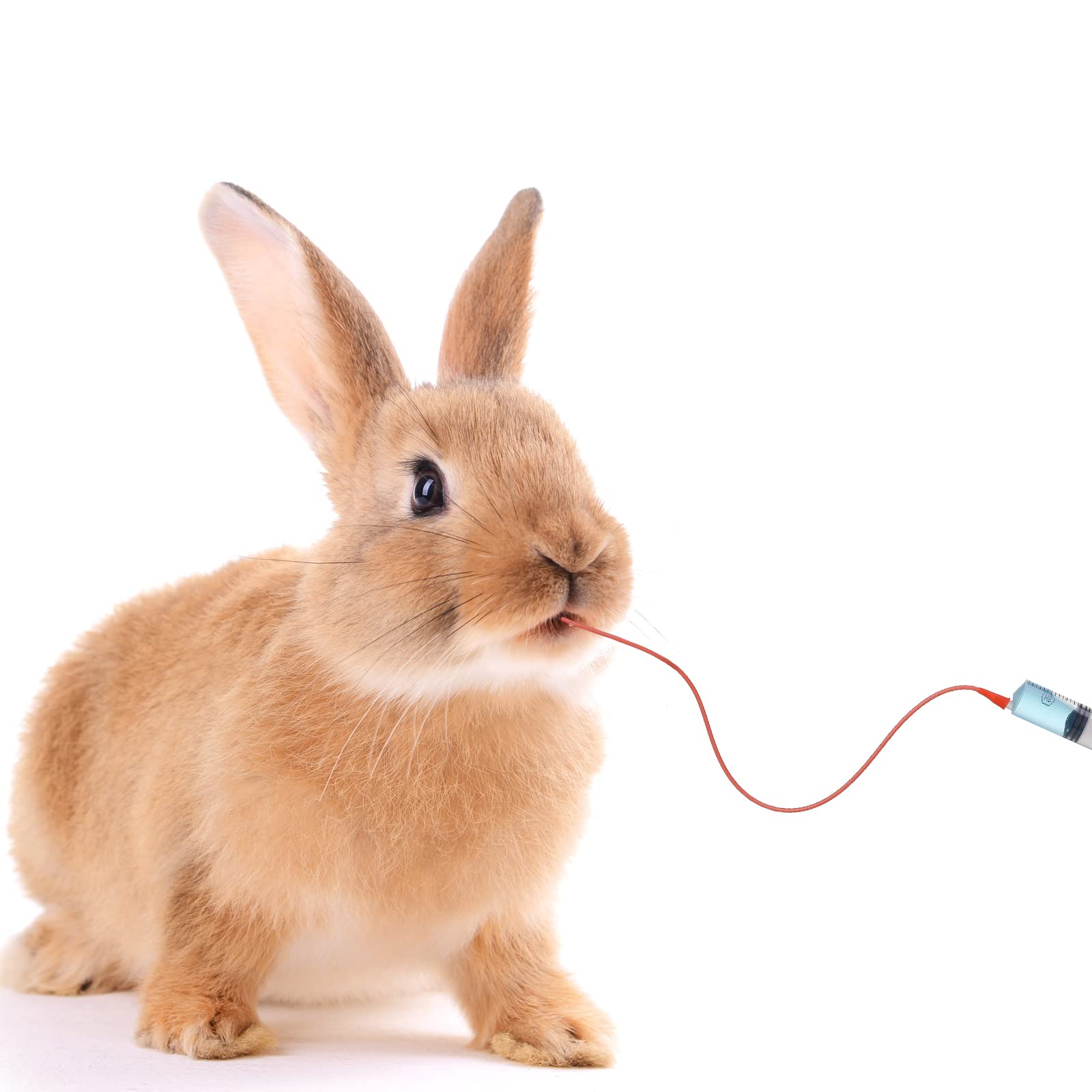 Nuanchu comparaison d'échelle montrant taille adaptée petits animaux