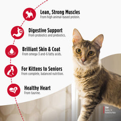Nulo chat mangeant des croquettes pour énergie et maintien musculaire