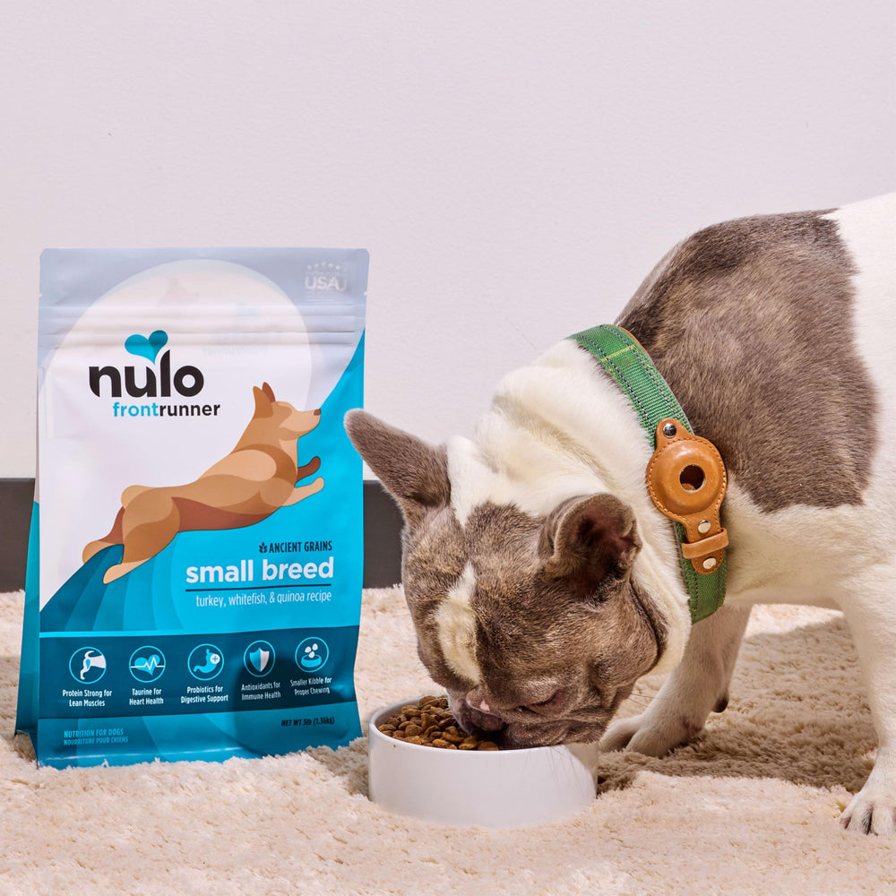 Nulo petit chien mangeant pour illustrer appétence et digestion