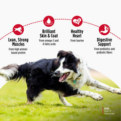 Nulo chien mangeant croquettes illustrant appétence élevée