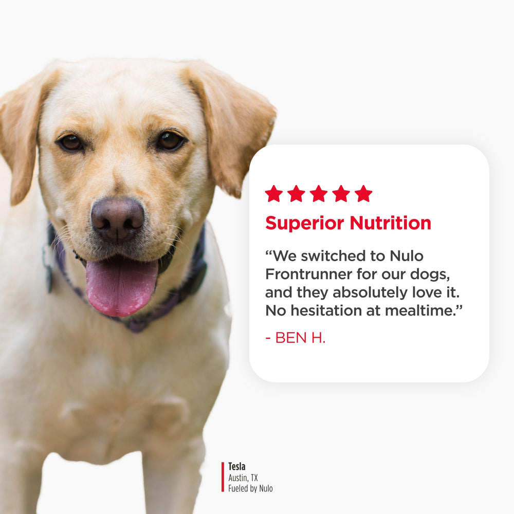 Nulo chien en train de manger démontrant acceptation et plaisir