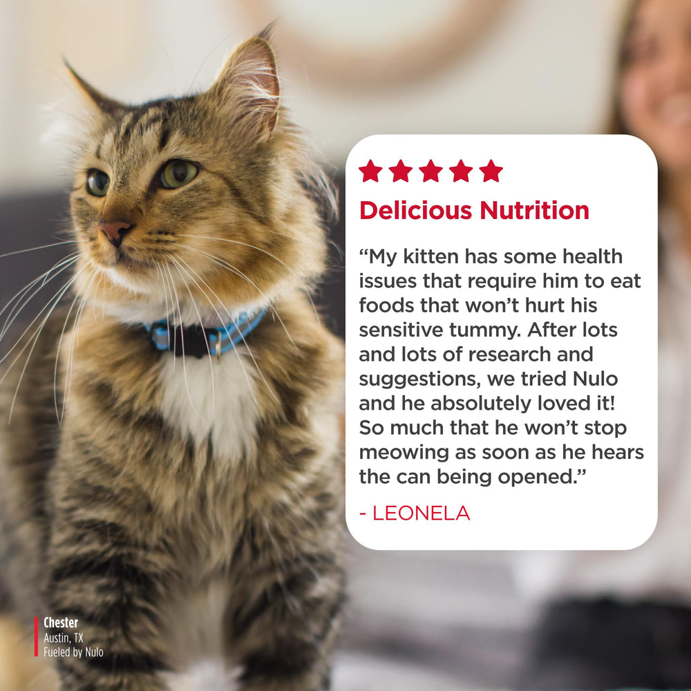 Nulo servi dans une coupe avec chat qui mange, acceptation assurée