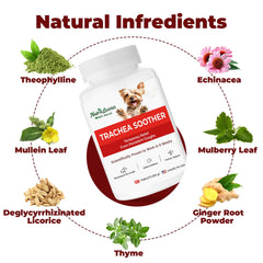NutraLexion texture masticable démontrant la consistance appétente au goût poulet et administration aisée