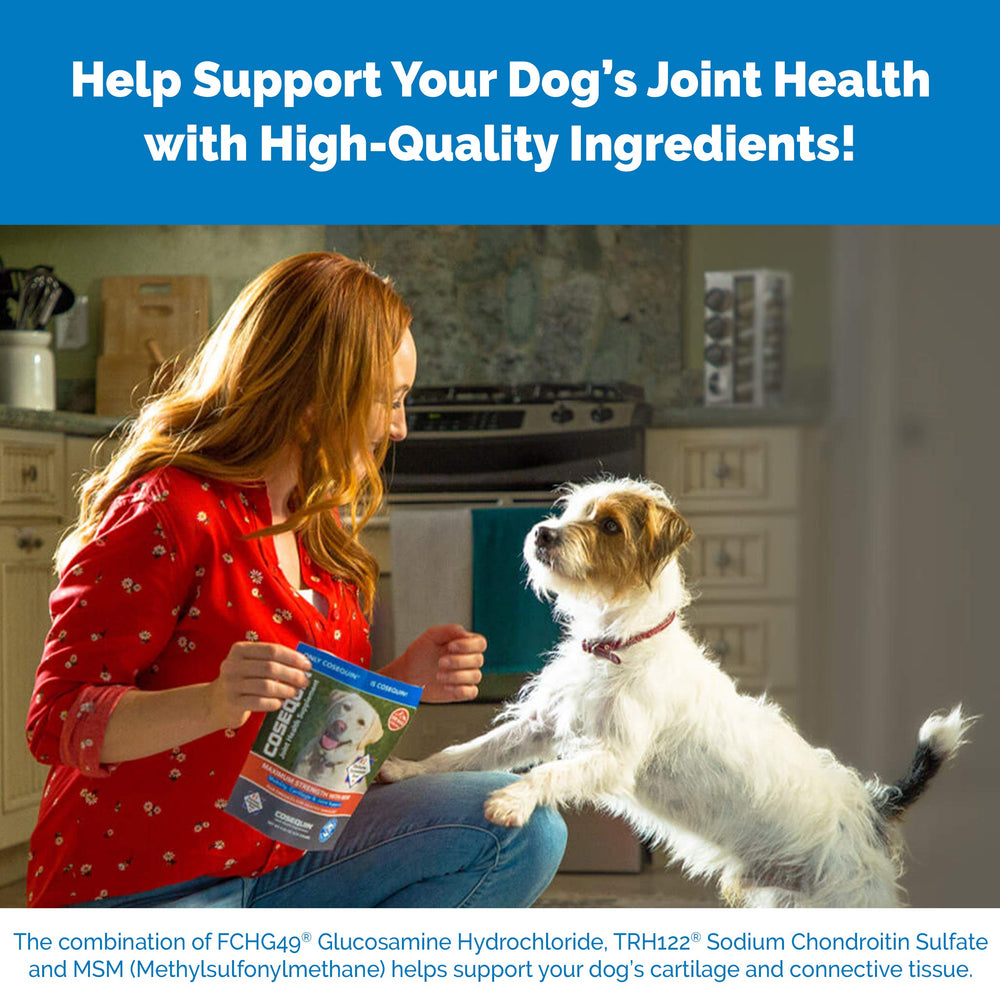 Nutramax Cosequin animaux actifs chien et chat jouant, bénéfice soutien mobilité quotidienne