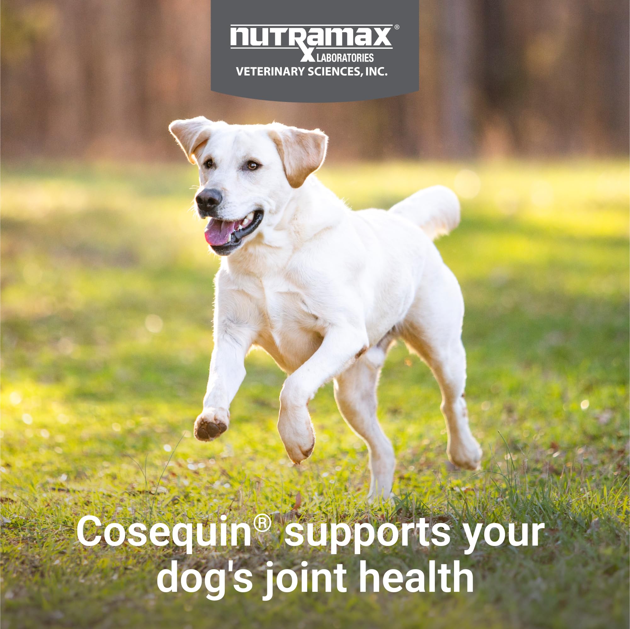 Nutramax Cosequin comprimé en main, illustrant la taille et la texture pratique