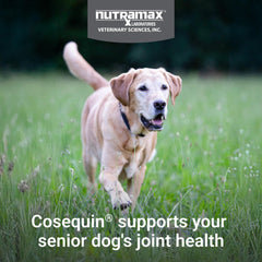 Nutramax Cosequin friandise gros plan, appétence visible pour meilleure acceptation