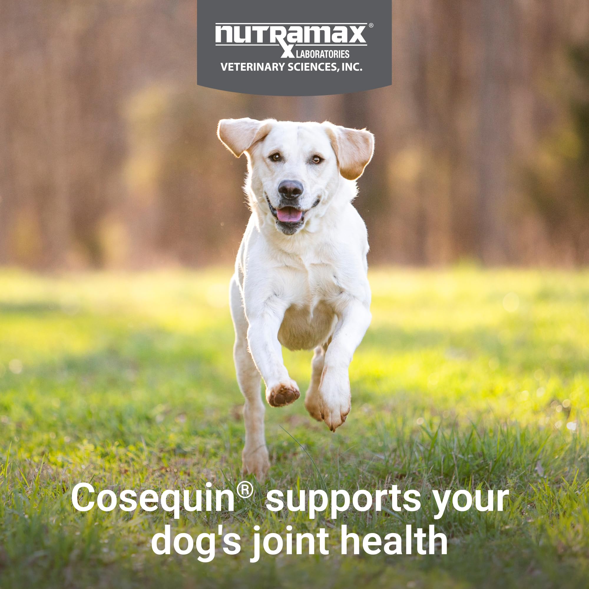 Nutramax Cosequin détail de texture du chew montrant souplesse pour chiens