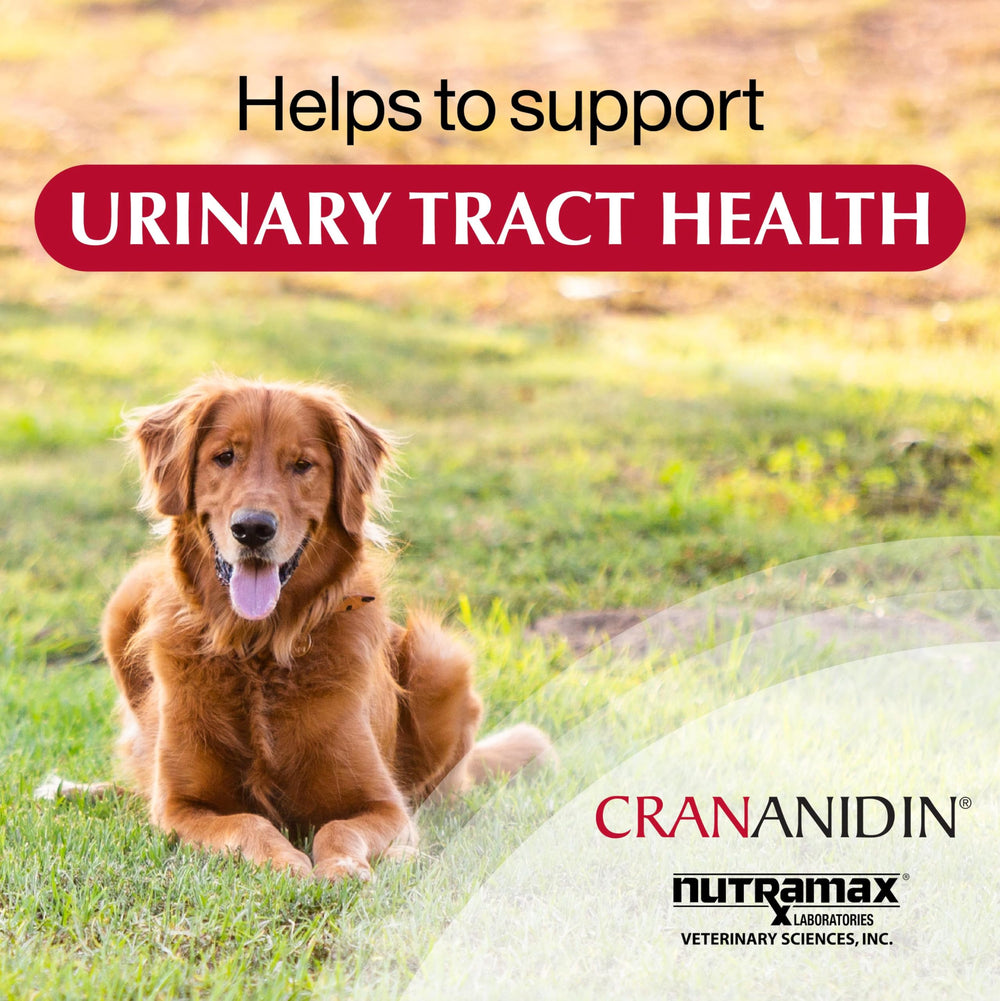 Gros plan sur extrait de canneberge utilisé dans Nutramax Crananidin montrant l'ingrédient actif