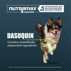 Nutramax Dasuquin chews dans une main pour visualiser la taille
