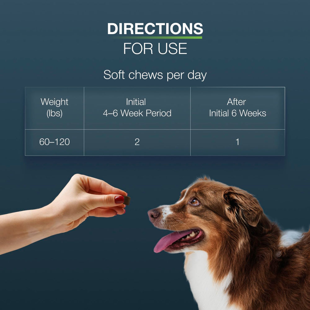 Chien senior bénéficiant de Dasuquin Nutramax pour une mobilité retrouvée