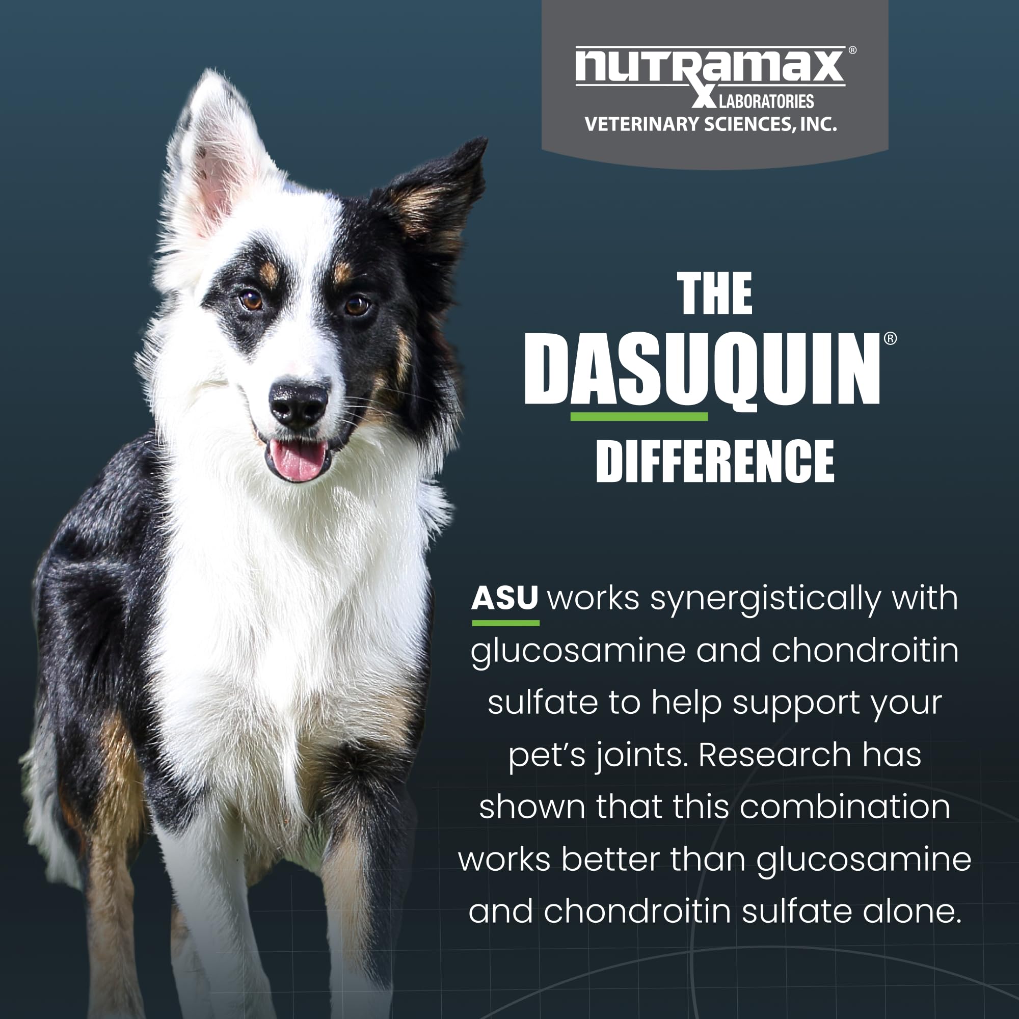 Nutramax Dasuquin MSM comparaison de taille pour évaluer la posologie