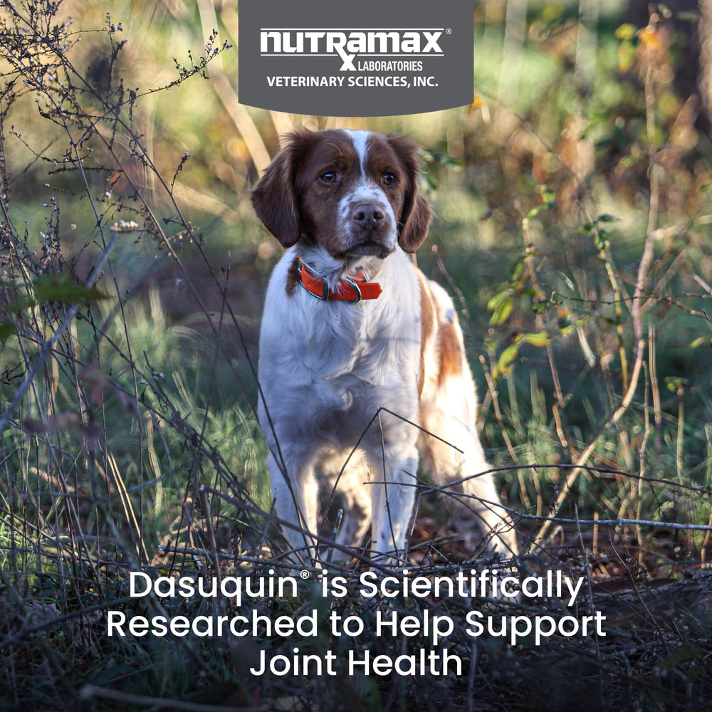 Nutramax Dasuquin MSM comprimé gros plan illustrant la texture appétente