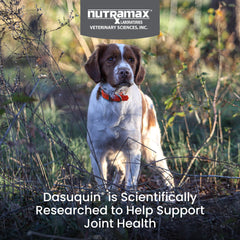Nutramax Dasuquin MSM comprimé gros plan illustrant la texture appétente