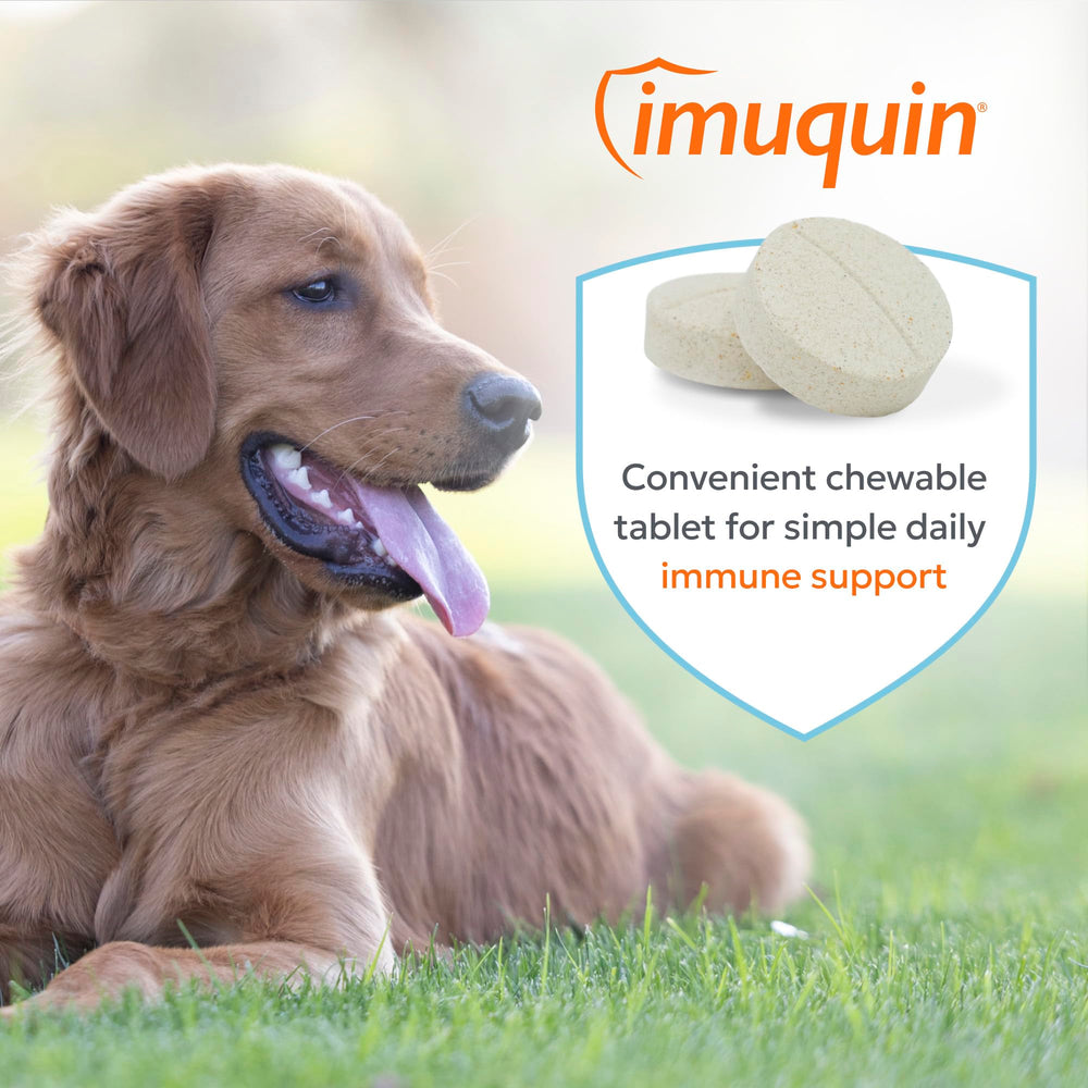 Nutramax Imuquin chiot mangeant la tablette, acceptation facile