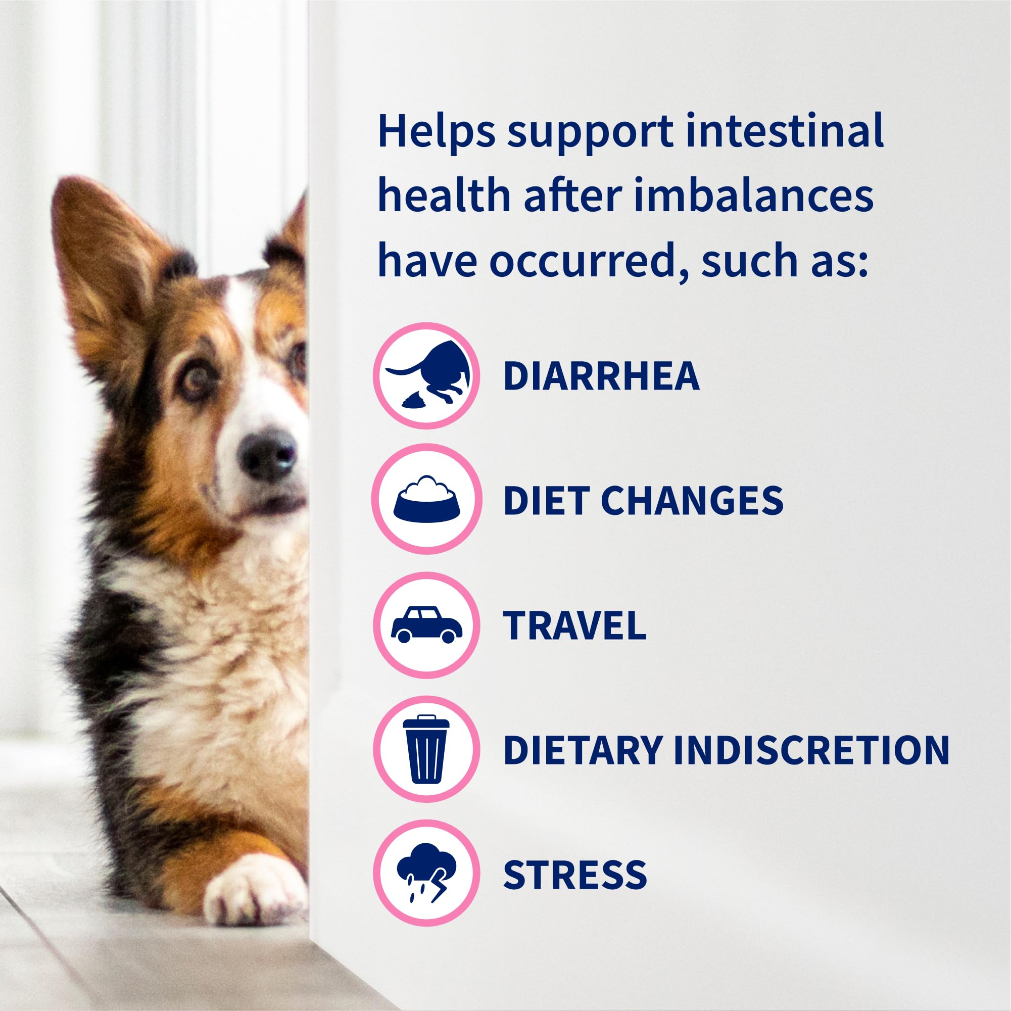 Nutramax Proviable saupoudré sur croquettes de chien pour acceptation alimentaire