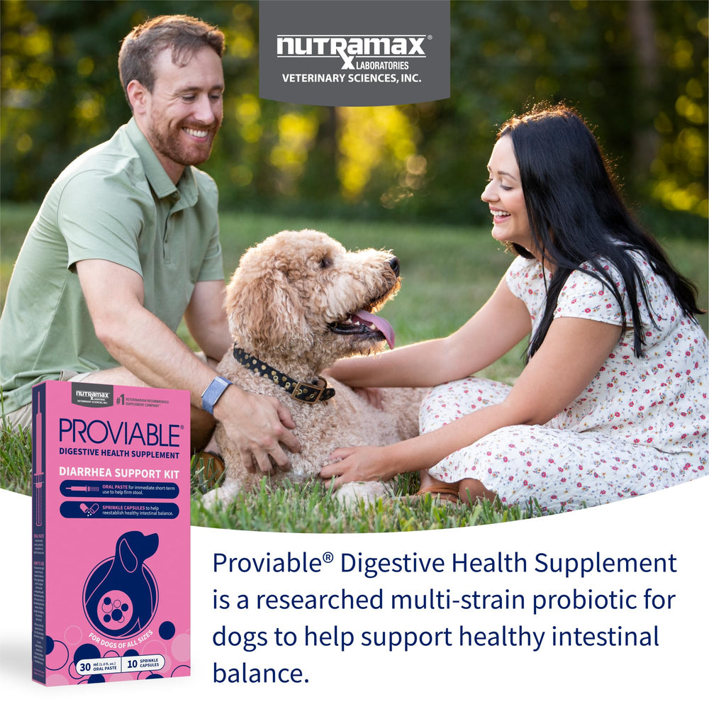 Nutramax Proviable capsule ouverte montrant la poudre probiotique bénéfique