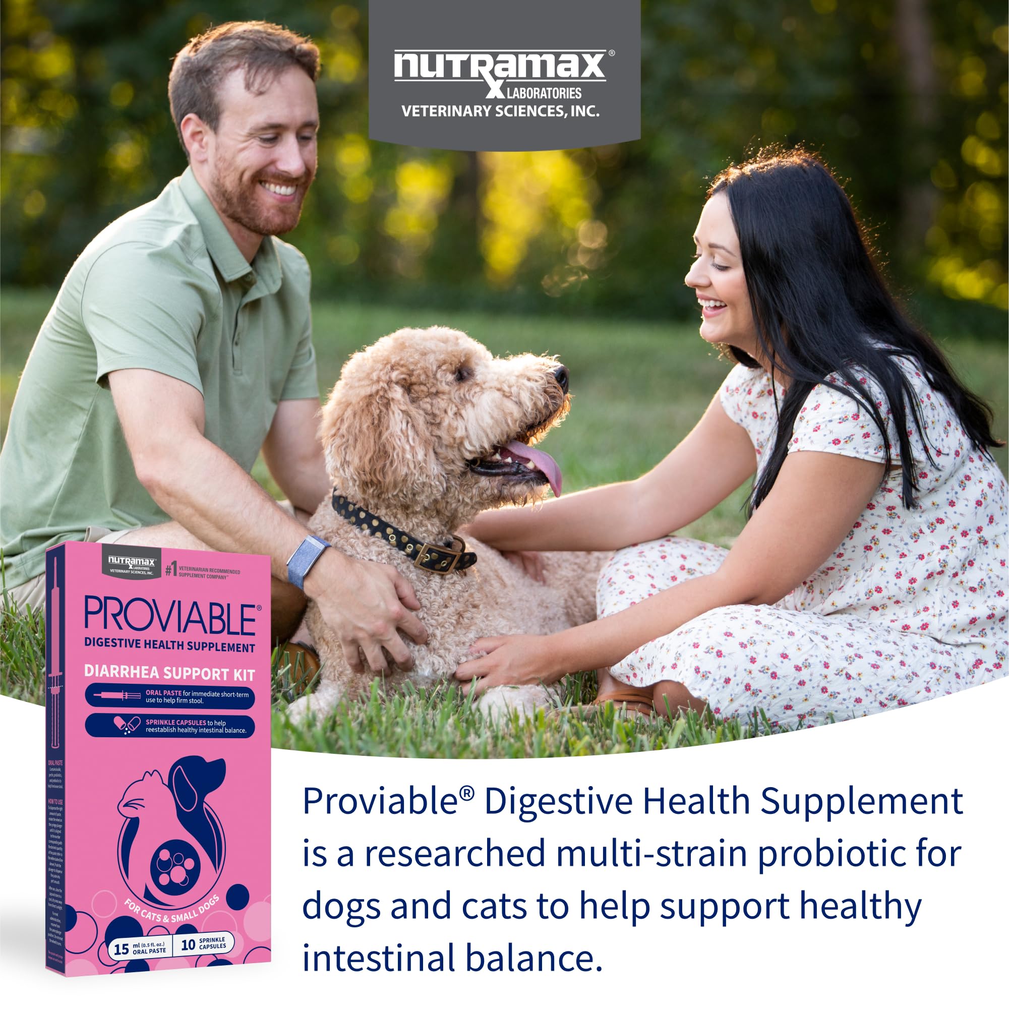 Nutramax Proviable capsule ouverte gros plan montrant poudre probiotique active