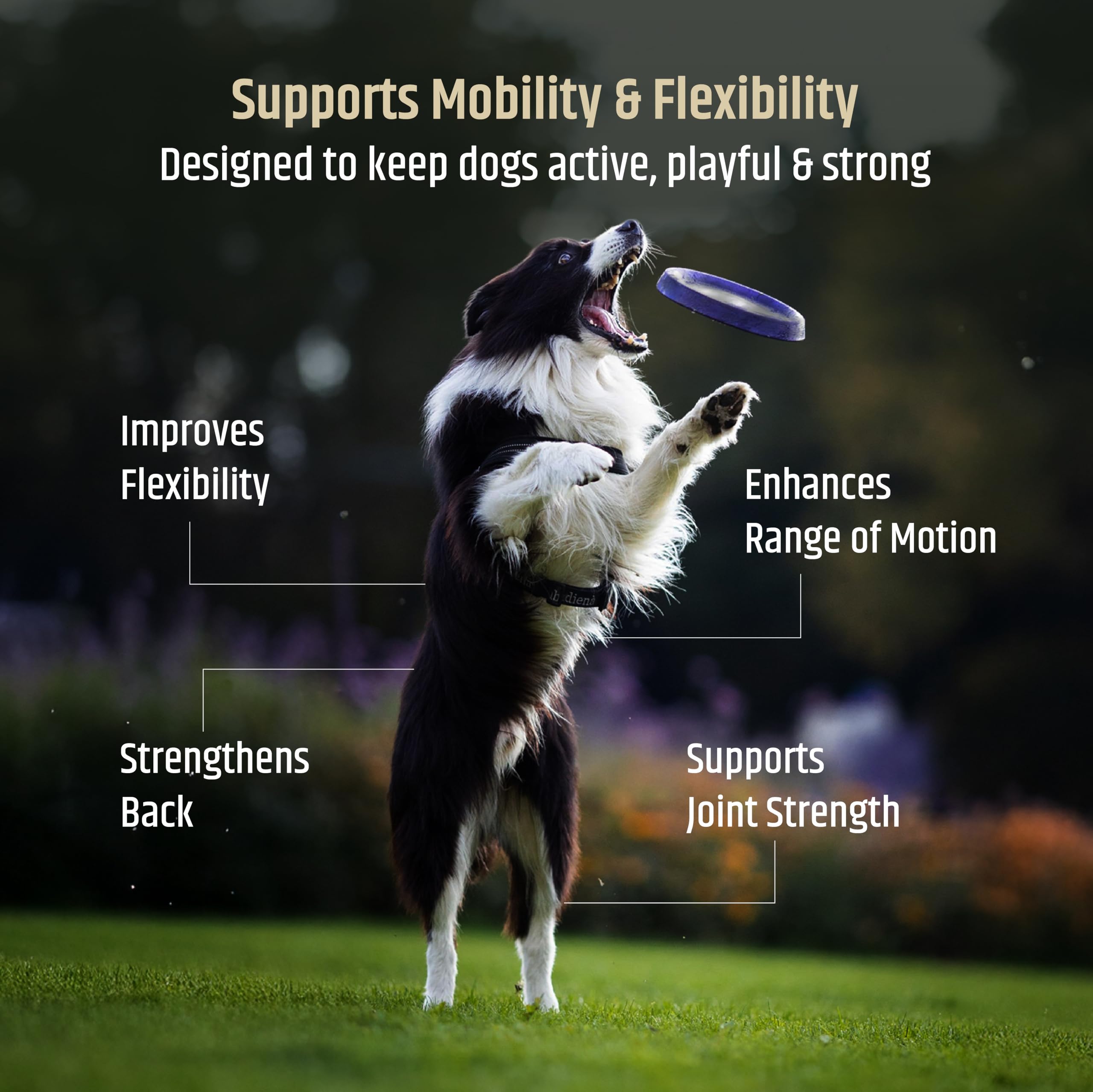 Nutrimend IQ chien mangeant la friandise soulignant appétence et acceptation