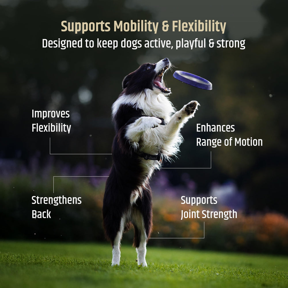 Nutrimend IQ chien mangeant la friandise soulignant appétence et acceptation