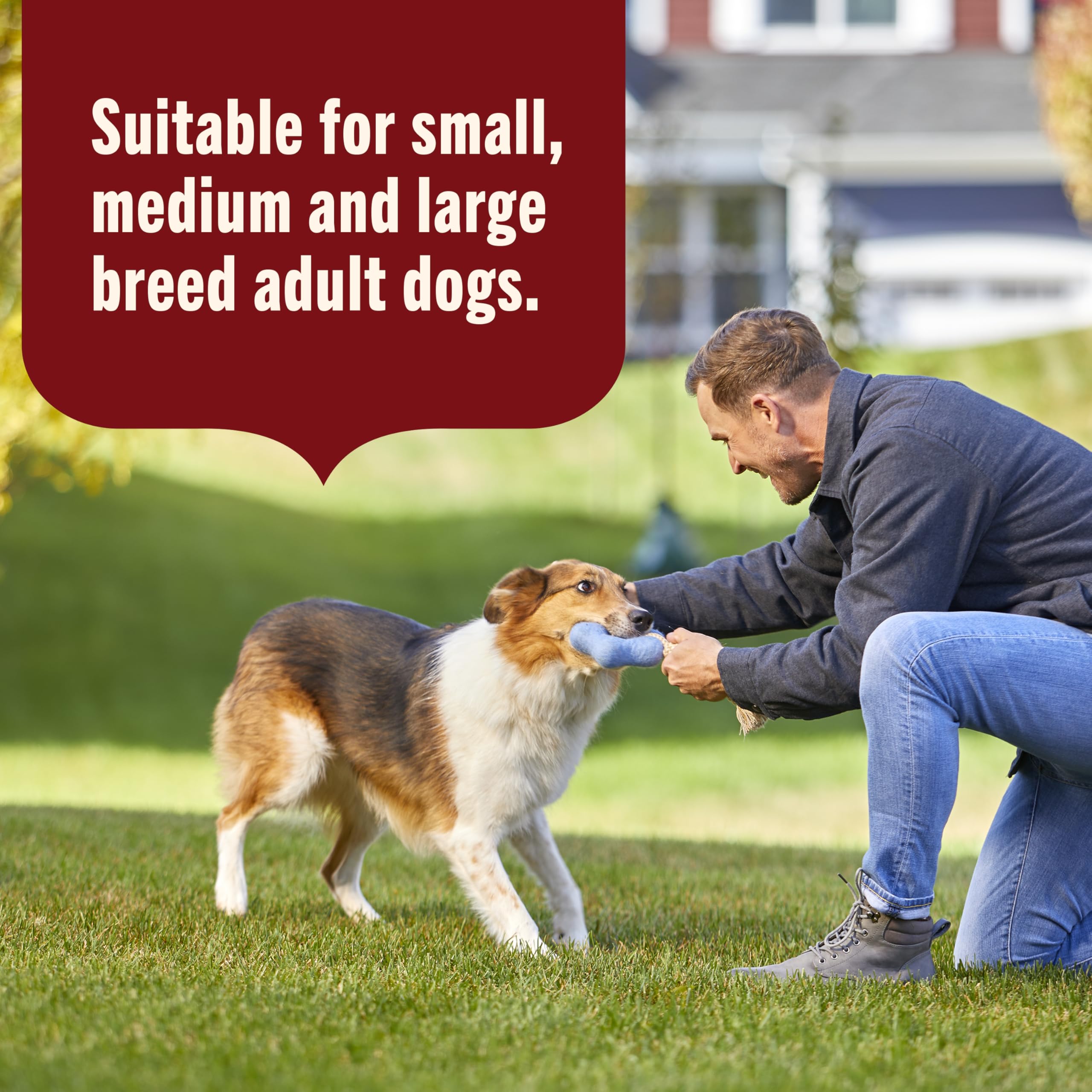 Nutrish portion déposée sur croquettes pour améliorer l’appétence du chien