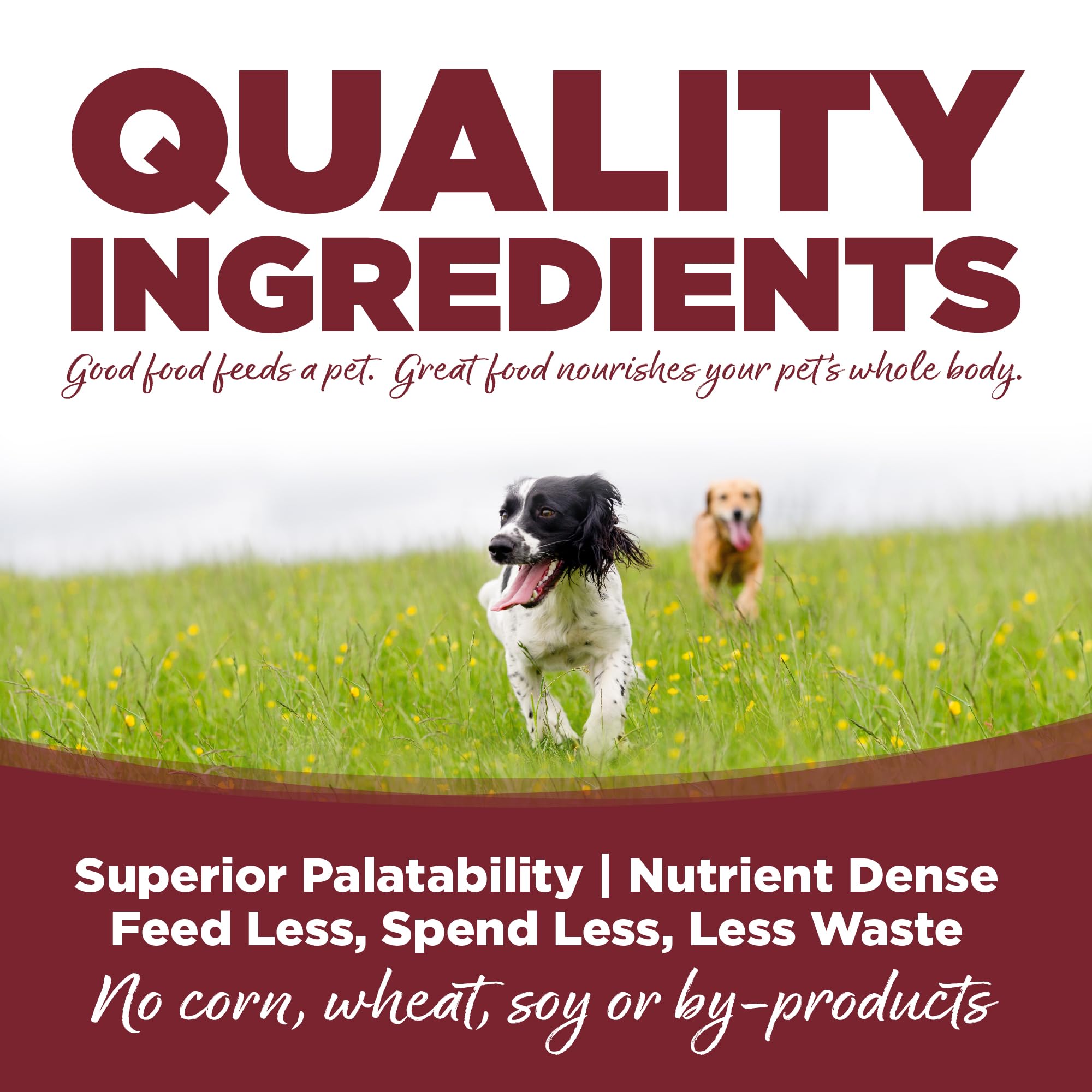 NutriSource chien mange dans une gamelle, favorise appétit et énergie