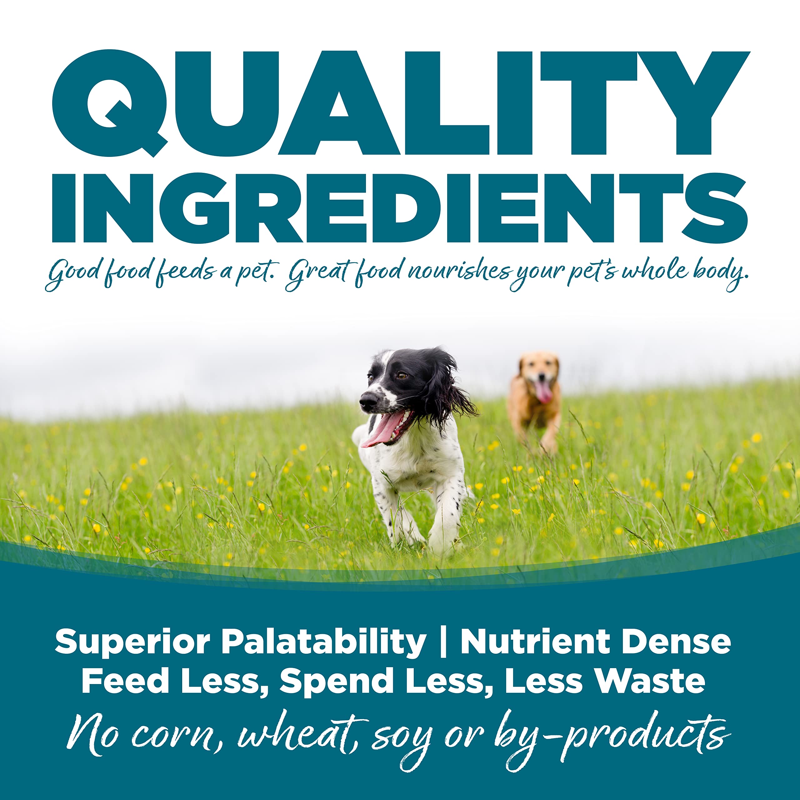 NutriSource chiot mangeant dans une assiette pour énergie et croissance saine
