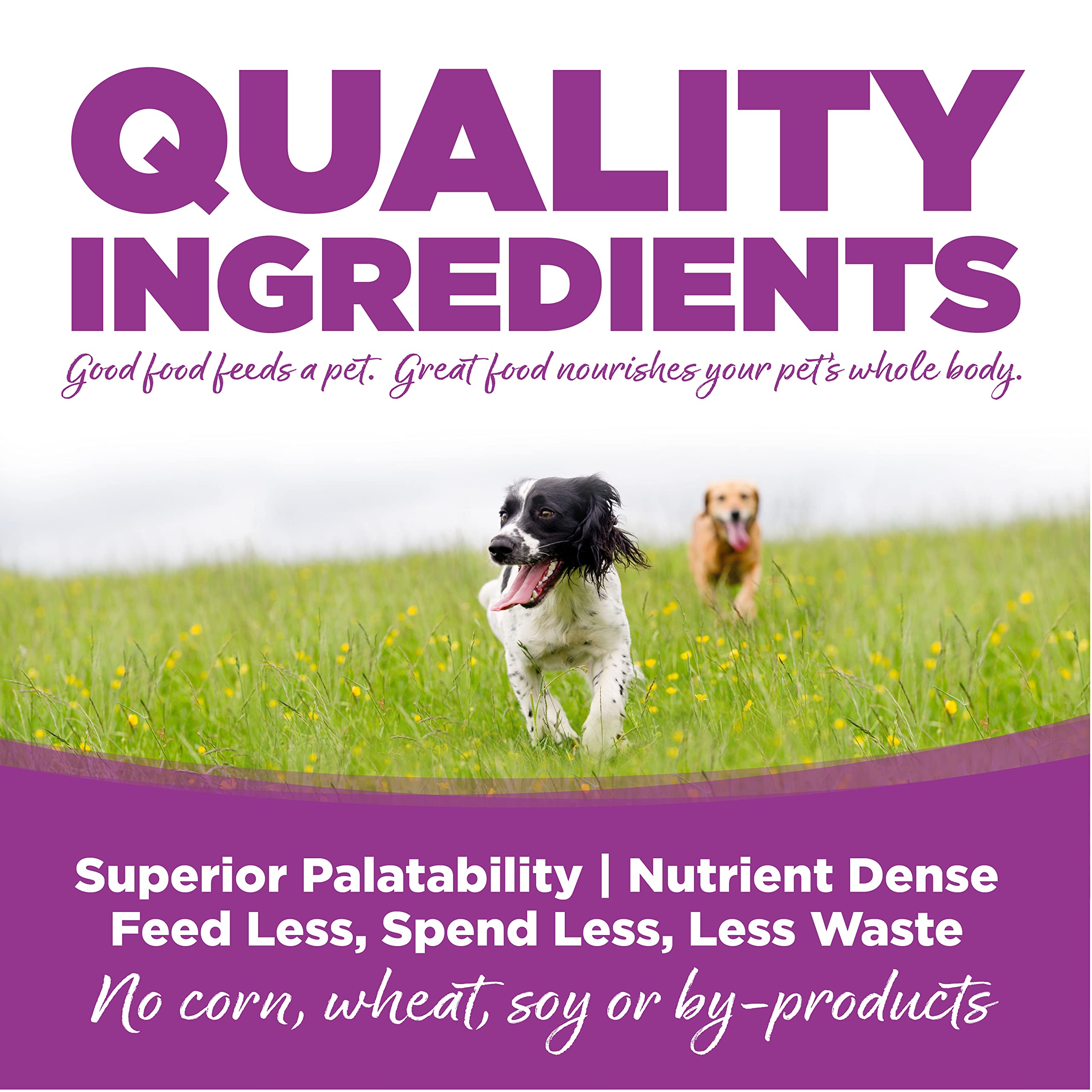 NutriSource chiot mangeant au bol montrant appétence et énergie